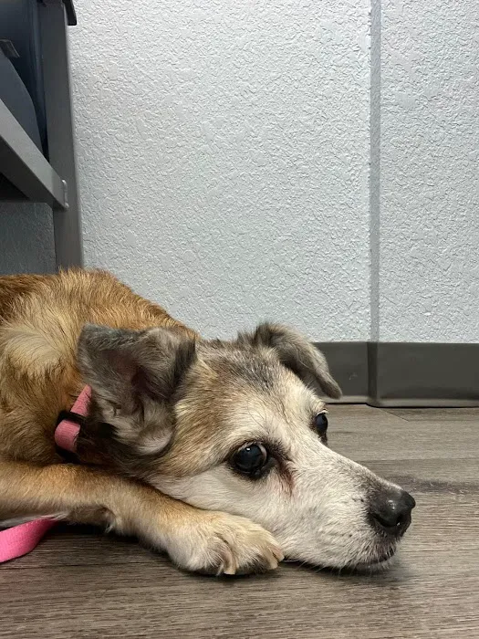 Arizona Avenue Animal Clinic Picture 8