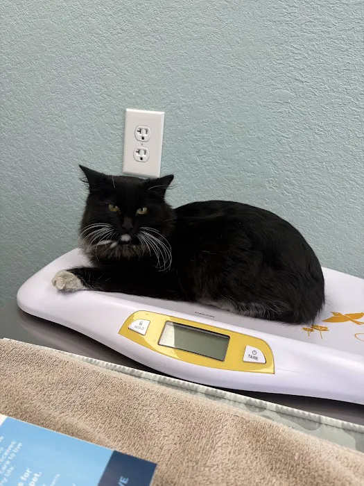 Arizona Avenue Animal Clinic Picture 7
