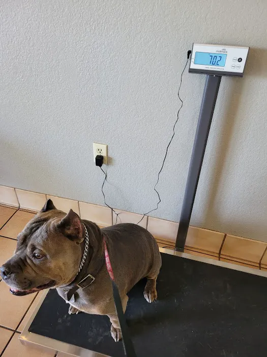 Arizona Avenue Animal Clinic Picture 6