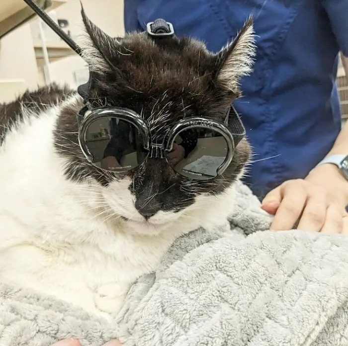 Dr. Marnie Duplissis, DVM CVCP Picture 2