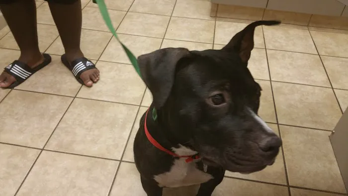 VCA Elliot Park Animal Hospital Picture 1