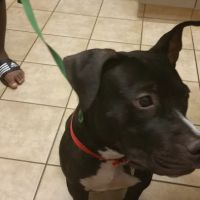 VCA Elliot Park Animal Hospital ico