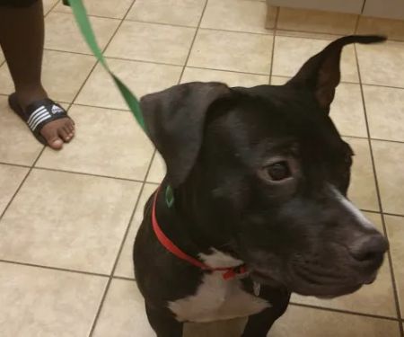 VCA Elliot Park Animal Hospital