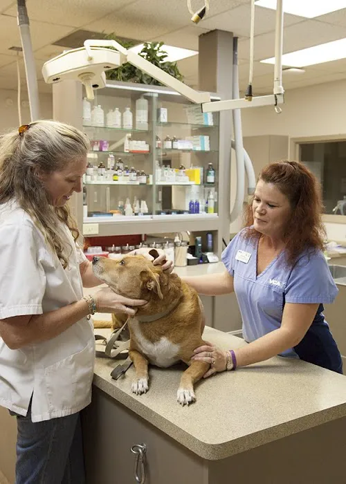 VCA Elliot Park Animal Hospital Picture 3