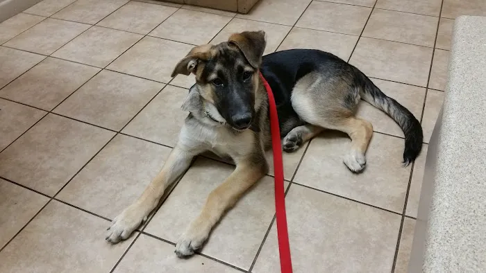 VCA Elliot Park Animal Hospital Picture 6