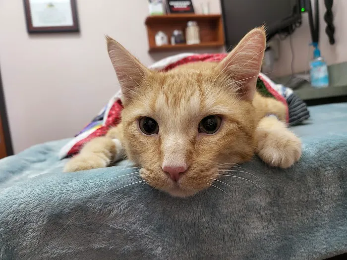 Oasis Animal Hospital Picture 5