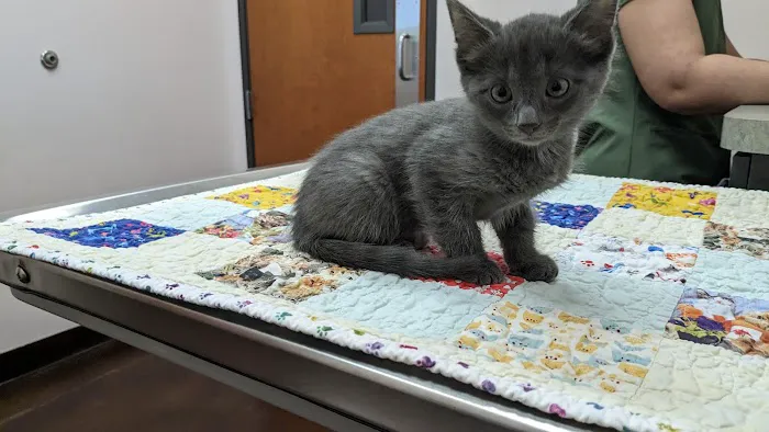 Oasis Animal Hospital Picture 10