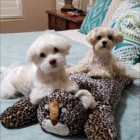 Prestige Animal Clinic ico