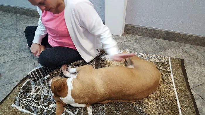 Prestige Animal Clinic Picture 5