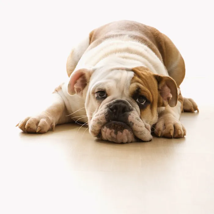 Prestige Animal Clinic Picture 3