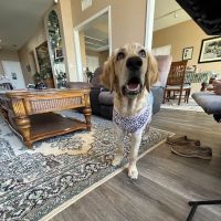 Brookview Animal Wellness Veterinary Hospital & Spay/Neuter Clinic ico