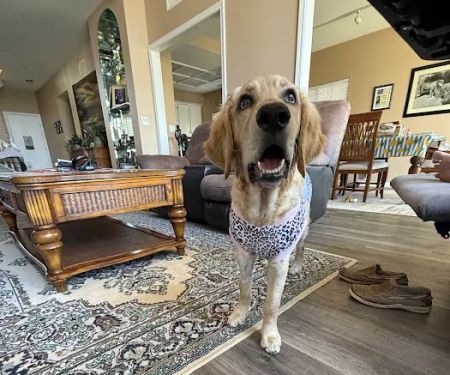 Brookview Animal Wellness Veterinary Hospital & Spay/Neuter Clinic