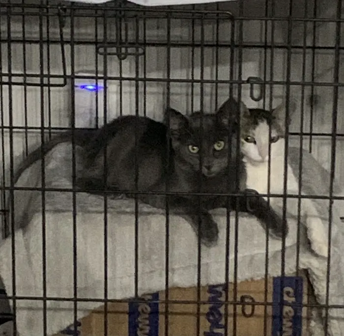 Brookview Animal Wellness Veterinary Hospital & Spay/Neuter Clinic Picture 4