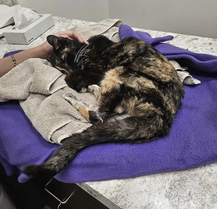 Amethyst Veterinary Clinic Picture 9