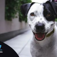 Chandler Small Animal Clinic ico
