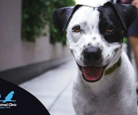 Chandler Small Animal Clinic