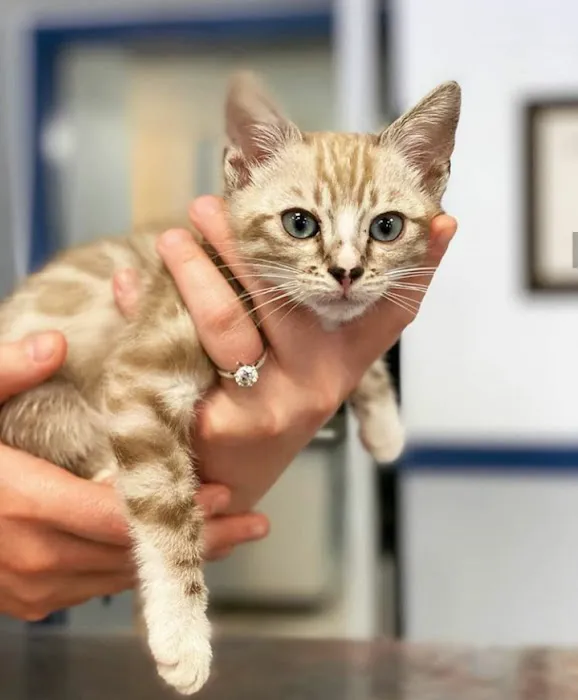 Chandler Small Animal Clinic Picture 4
