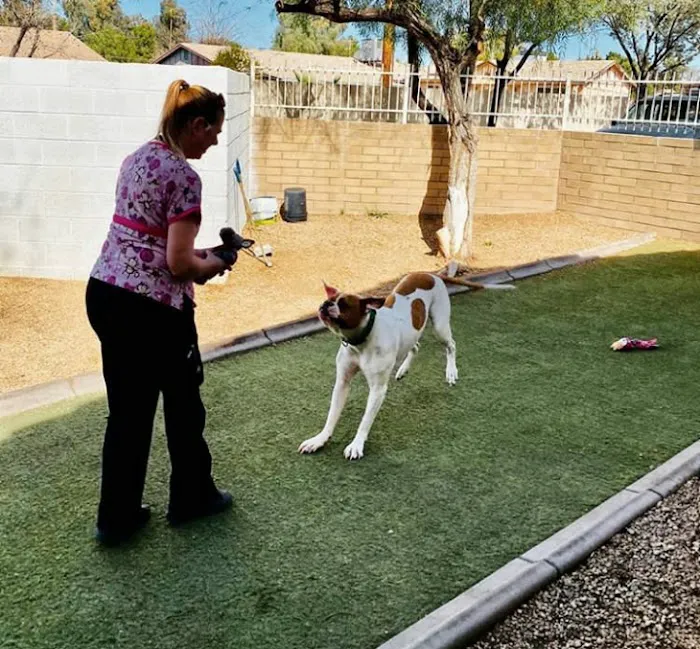 Chandler Small Animal Clinic Picture 9