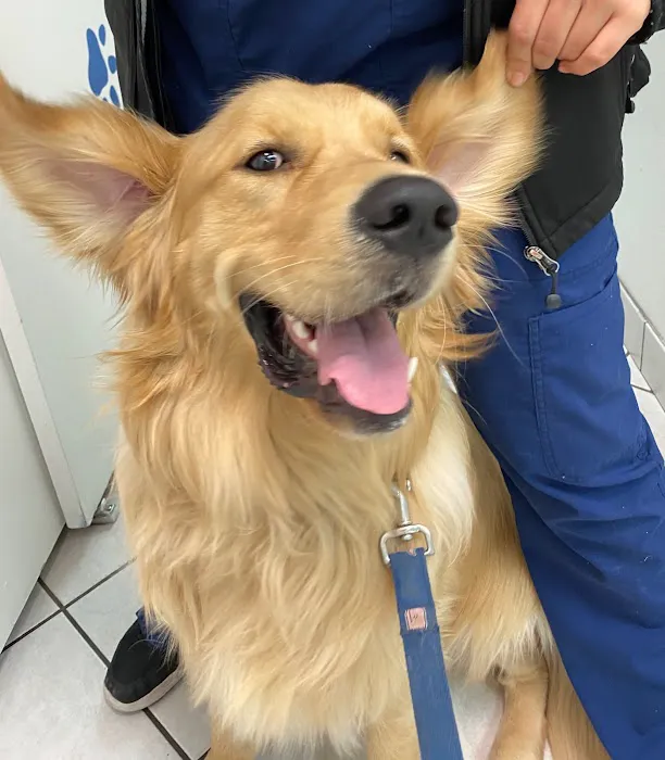 Chandler Small Animal Clinic Picture 10