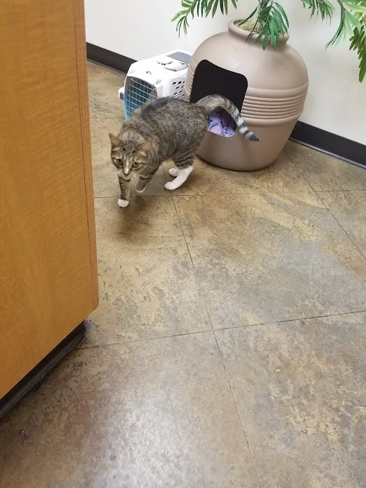 Alta Mesa Animal Hospital Picture 9