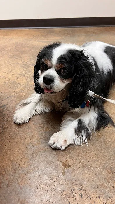 Alta Mesa Animal Hospital Picture 7