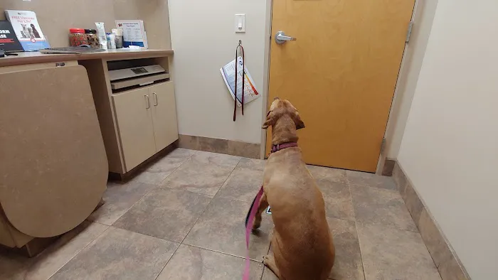 Lovet Pet Health Care - Las Sendas Picture 4