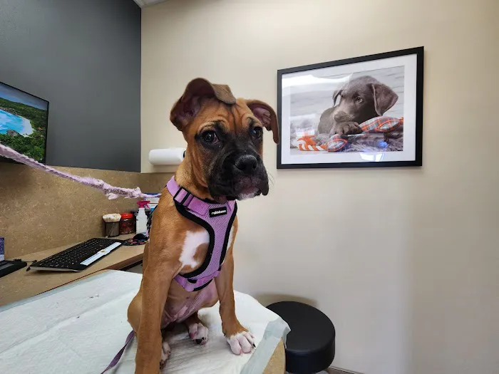 Lovet Pet Health Care - Las Sendas Picture 9