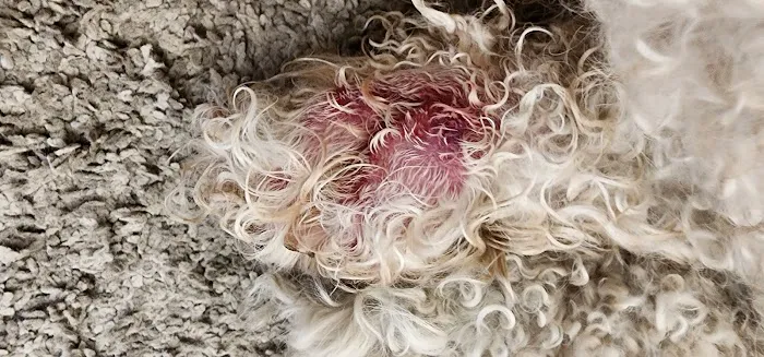 Comet Veterinary Hospital Picture 2