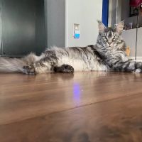 Comet Veterinary Hospital ico