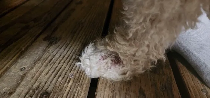 Comet Veterinary Hospital Picture 4