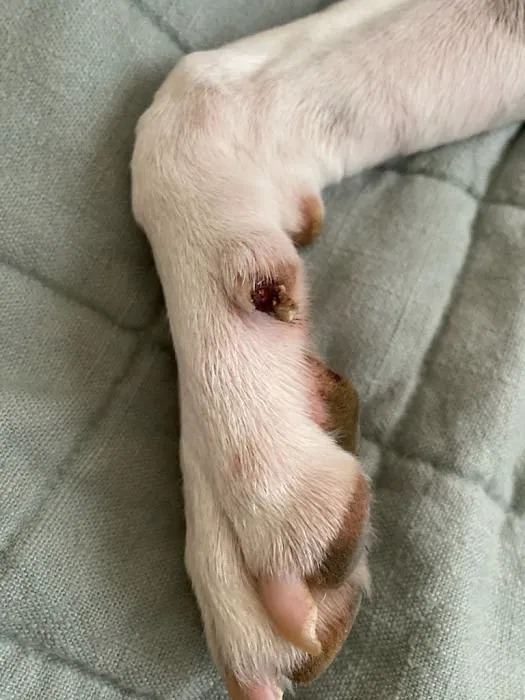 Comet Veterinary Hospital Picture 5