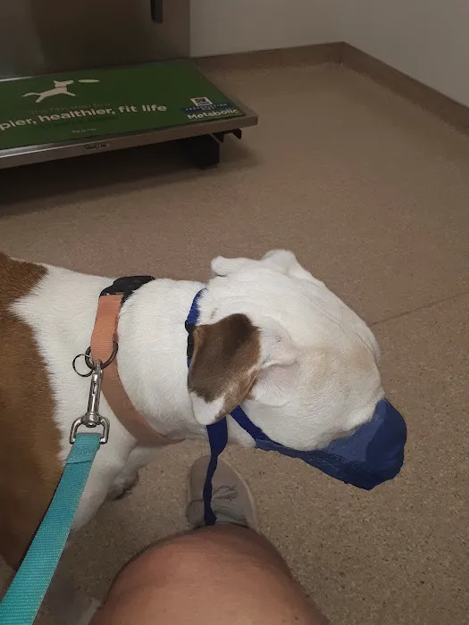 Comet Veterinary Hospital Picture 9