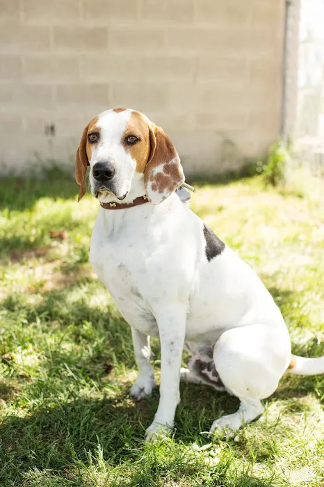 Adobe Veterinary Clinic Picture 6