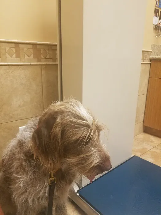 Adobe Veterinary Clinic Picture 8