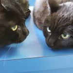 Pet Haven Animal Hospital