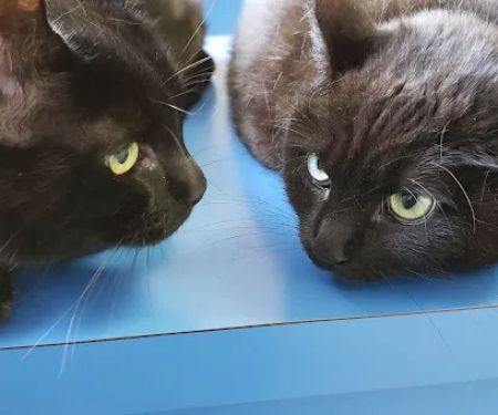 Pet Haven Animal Hospital