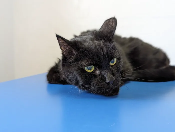 Pet Haven Animal Hospital Picture 2