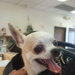 Animal House Veterinary Hospital