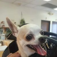 Animal House Veterinary Hospital ico