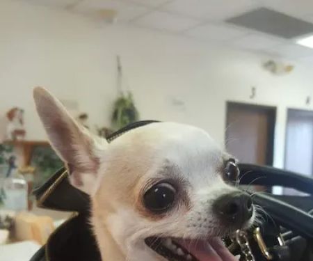 Animal House Veterinary Hospital