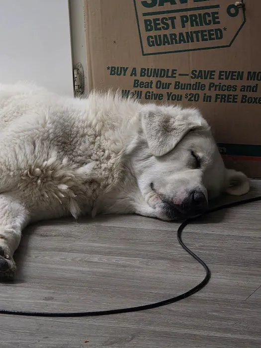 Animal House Veterinary Hospital Picture 4