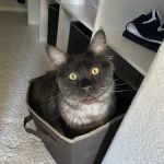 Animal Emergency Center of Las Vegas and Henderson