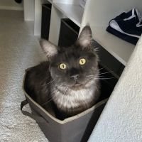 Animal Emergency Center of Las Vegas and Henderson ico