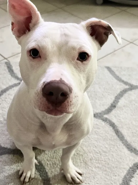 Animal Emergency Center of Las Vegas and Henderson Picture 8