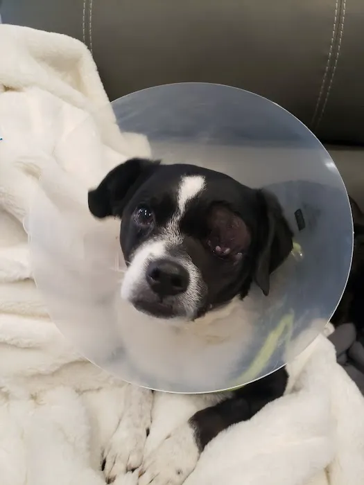 Animal Emergency Center of Las Vegas and Henderson Picture 9