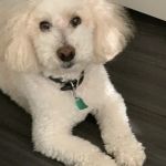 All American Animal Hospital