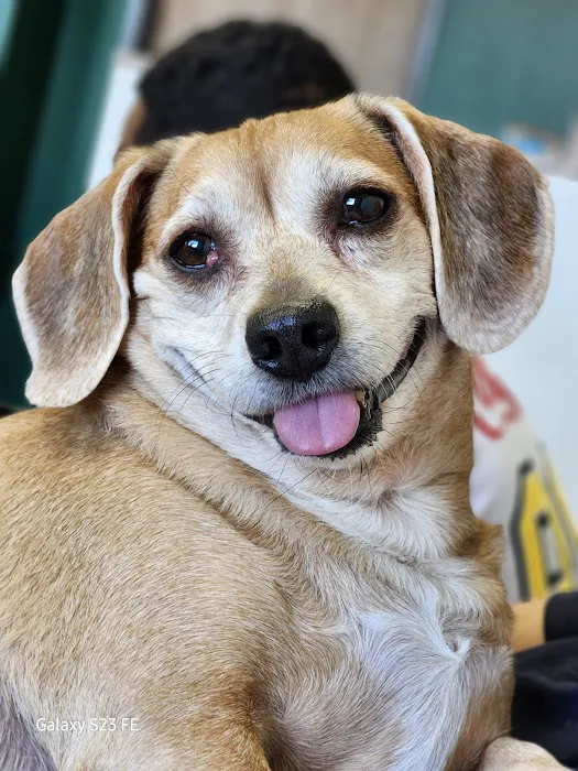 All American Animal Hospital Picture 3