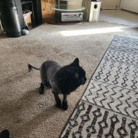 West Charleston Animal Hospital: Rubenstien Matthew DVM ico
