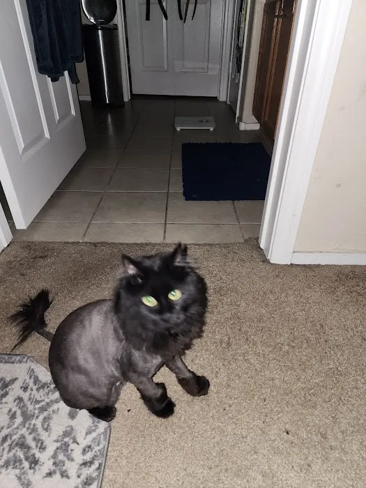 West Charleston Animal Hospital: Rubenstien Matthew DVM Picture 3