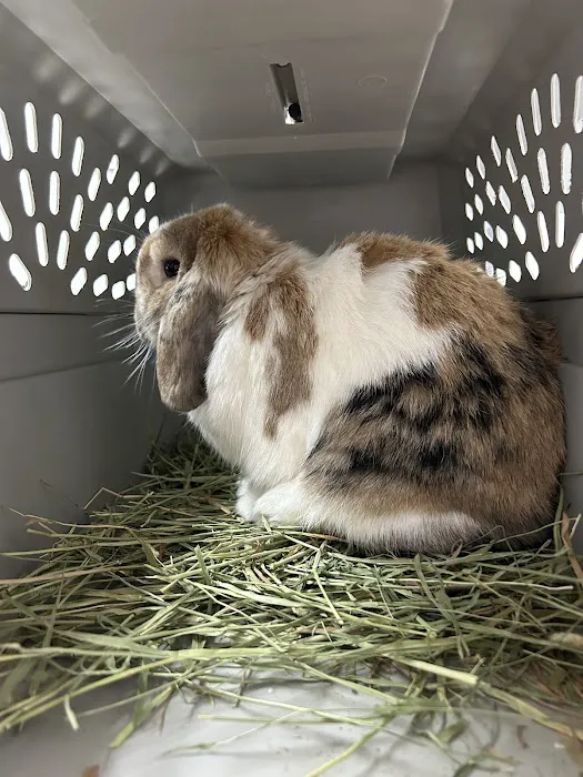 Lone Mountain Animal Hospital Picture 6